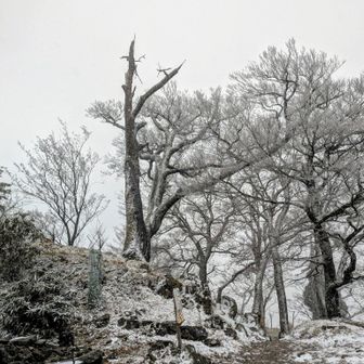 北岳シンボル🌳❄
今は入れないけど、父がこの木に登ってる昭和の写真があったよ🤭