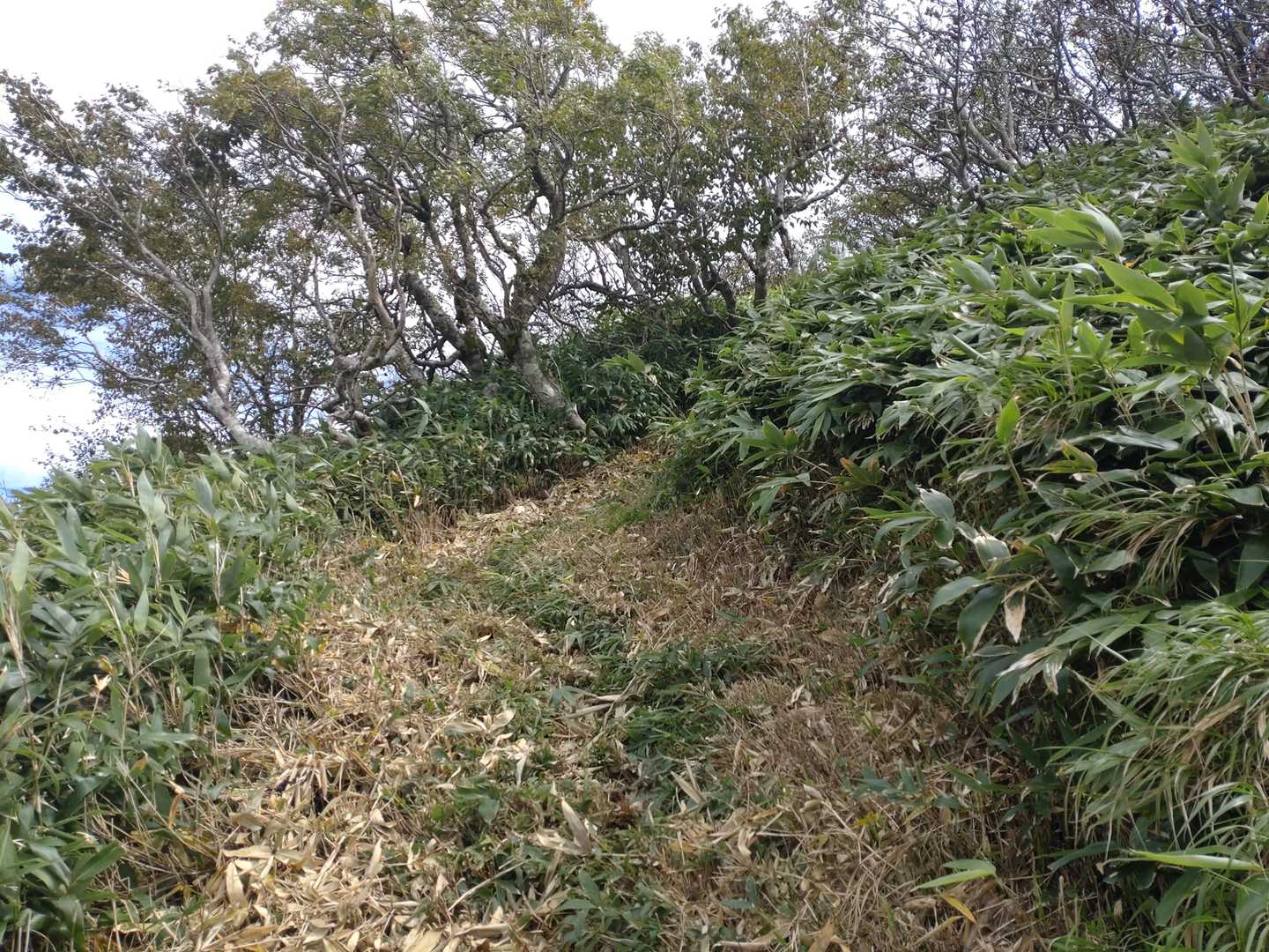 急登をぜ～ぜ～💦
整備登山した方に感謝しつつ🙏