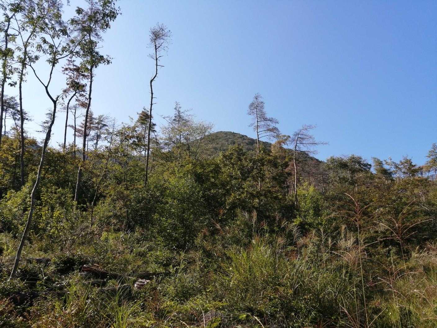 リラックスできたー✌️
振り返ると妙見富士🏔
ホントここまではよかったんだけどねー😂