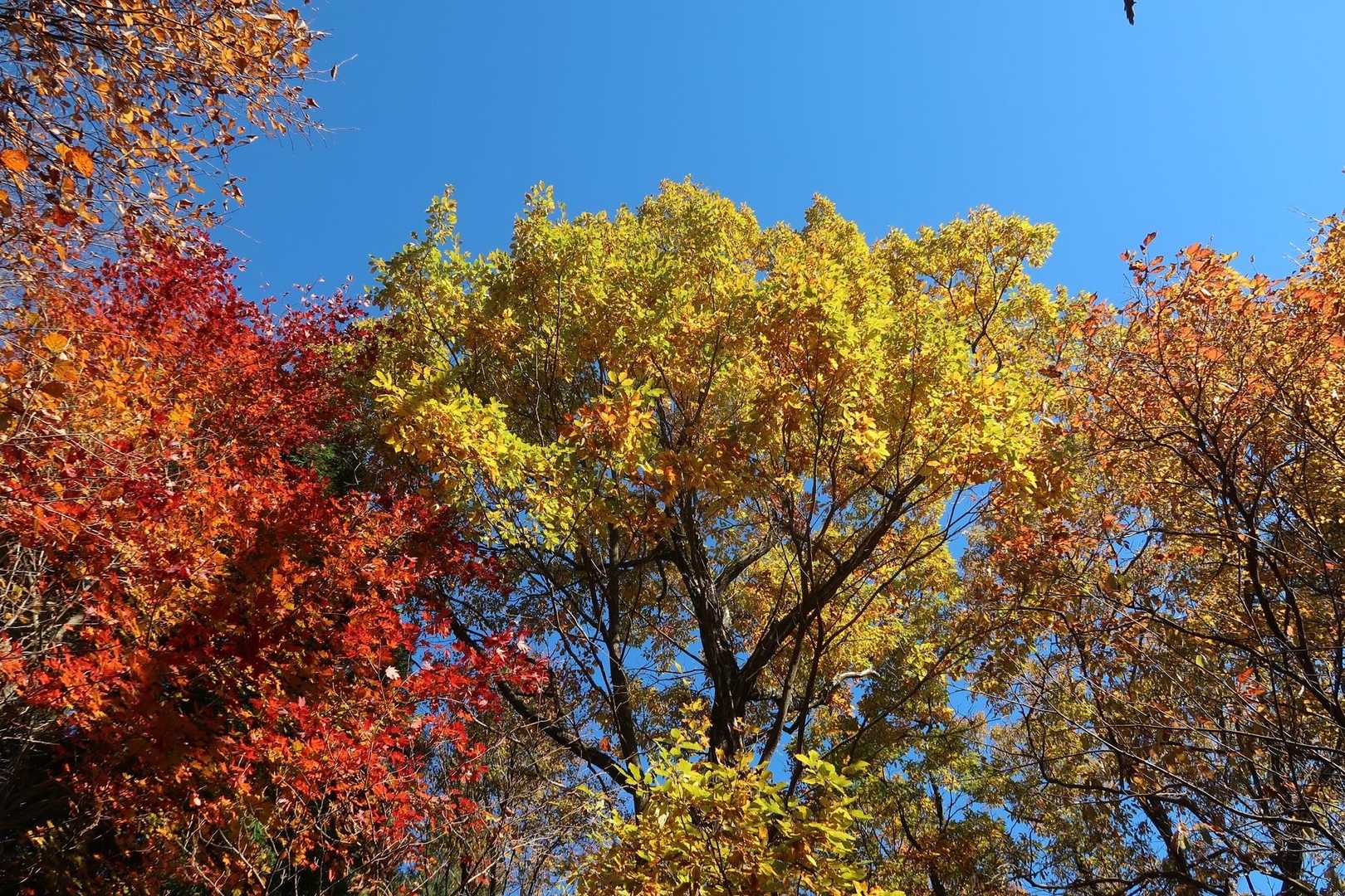 こ〜よー🍁テンション⤴️です。