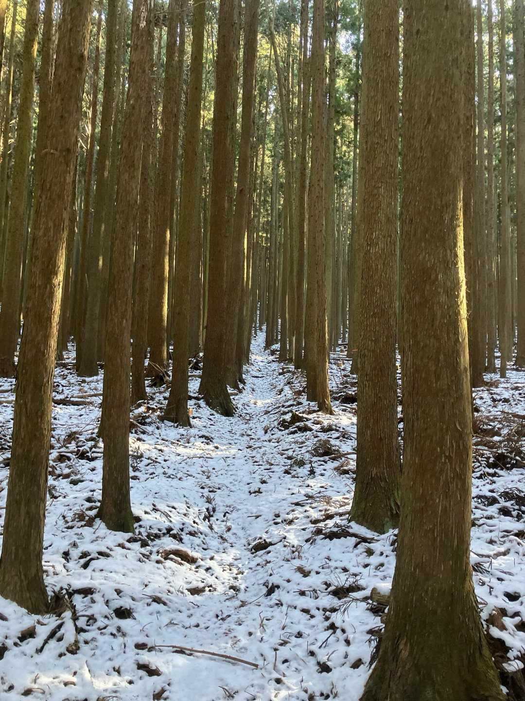 ひたすら樹林帯の中を登って行きました。
眺望は一切無し。
修行のような山活でした🤷‍♂️
