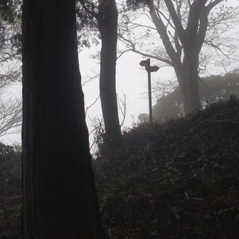 分岐標識が見えてきた。左、頂上。