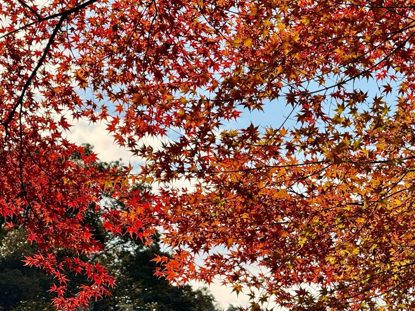 🍁に見惚れます