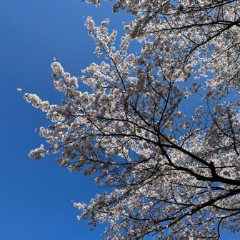 青い空に映える
