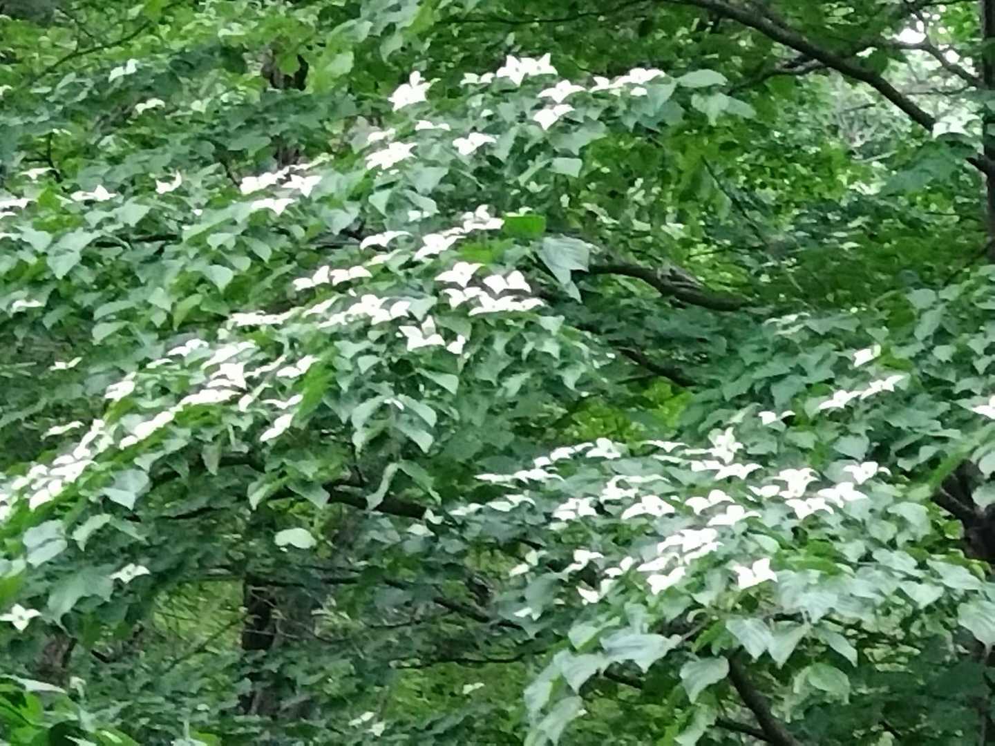 臼杵山-荷田子峠-荷田子バス停 縦走コースの写真