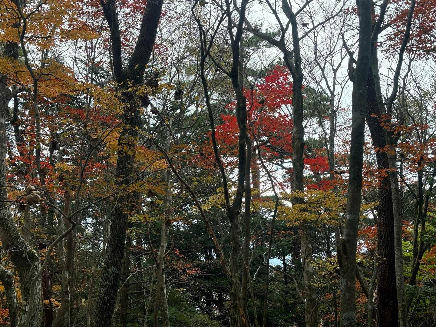 九折越登山口-九折越-傾山 往復コースの写真