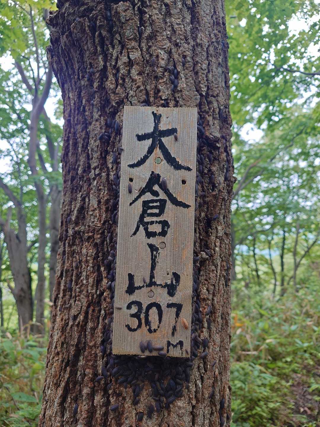 あっと言う間に登頂