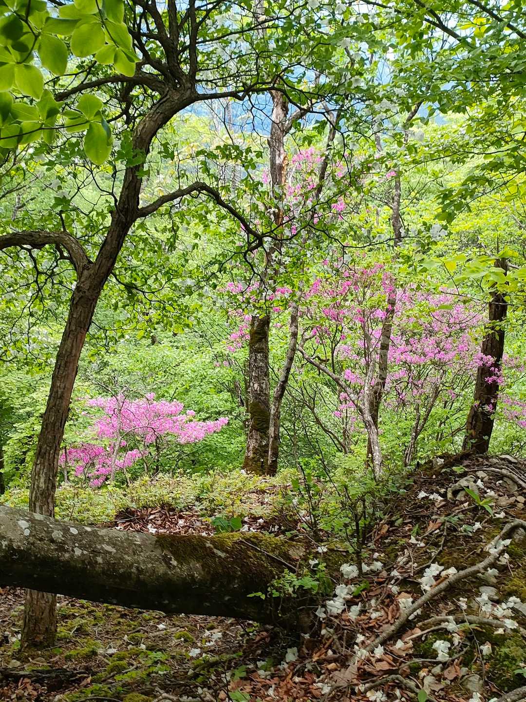 川乗橋バス停-笙ノ岩山-鳥屋戸八丁山-長尾山-蕎麦粒山-横 縦走コースの写真
