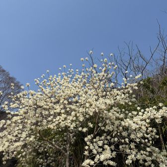 コブシだと思ってたけど、モクレン？