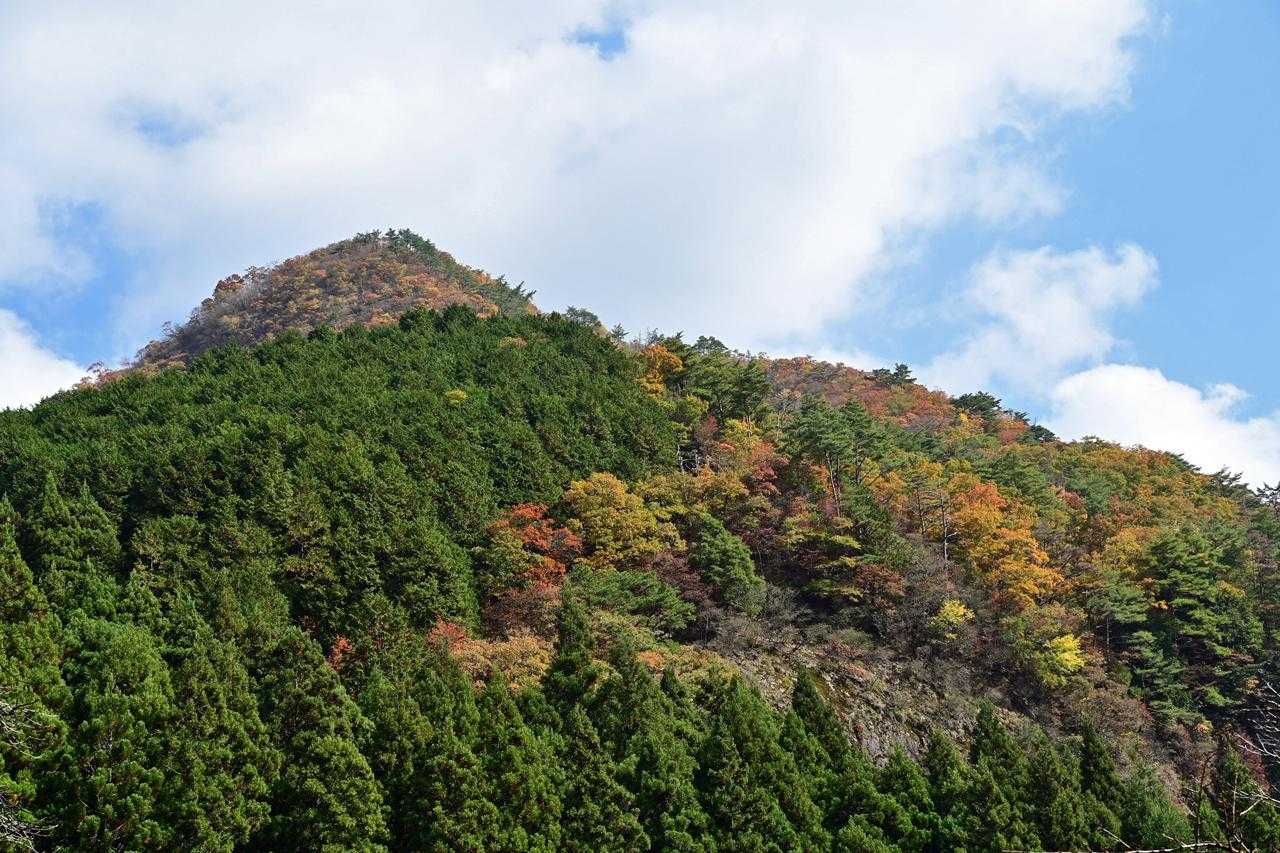 下から見上げる兜岳　林相がはっきりしていて面白い