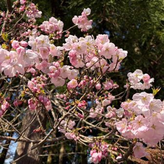 下山のタイミング🦶
さらに開いた様子🌸
