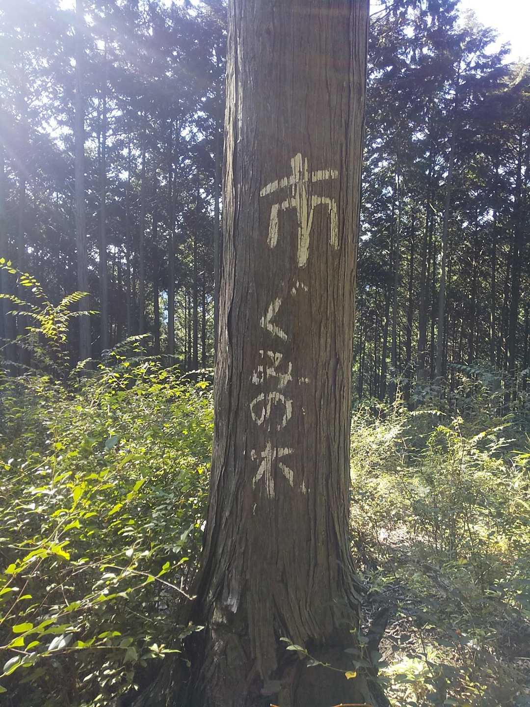 グミの木