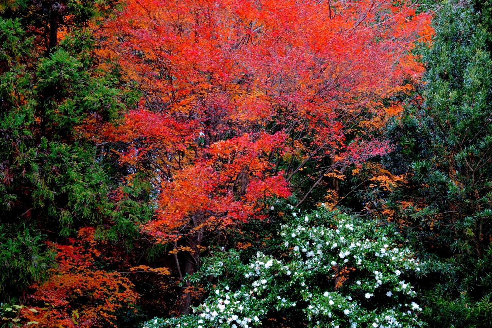 胸の観音に向かう道沿いの紅葉