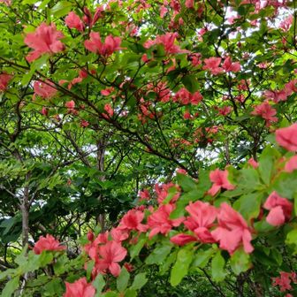 山ツツジがまだ咲いてました