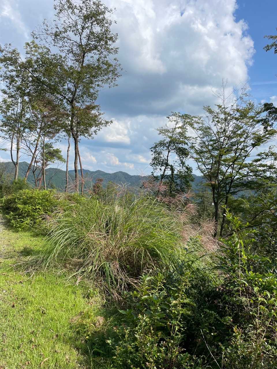 東山登山口-妙見山-牧野登山口 周回コースの写真