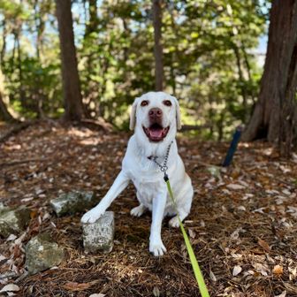 川東山頂
四等三角点『川東』タッチ

下りもまあまあの激下り😱
あずき🐶がヒーンヒーンって泣いちゃった。怖かったね