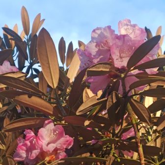 やっぱり花と青空が良いですね。