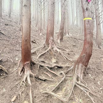 撤退を決めたのち、ガードレール脇の登山口に向かって登り返しつつあるその途中。ガスは依然深かった。