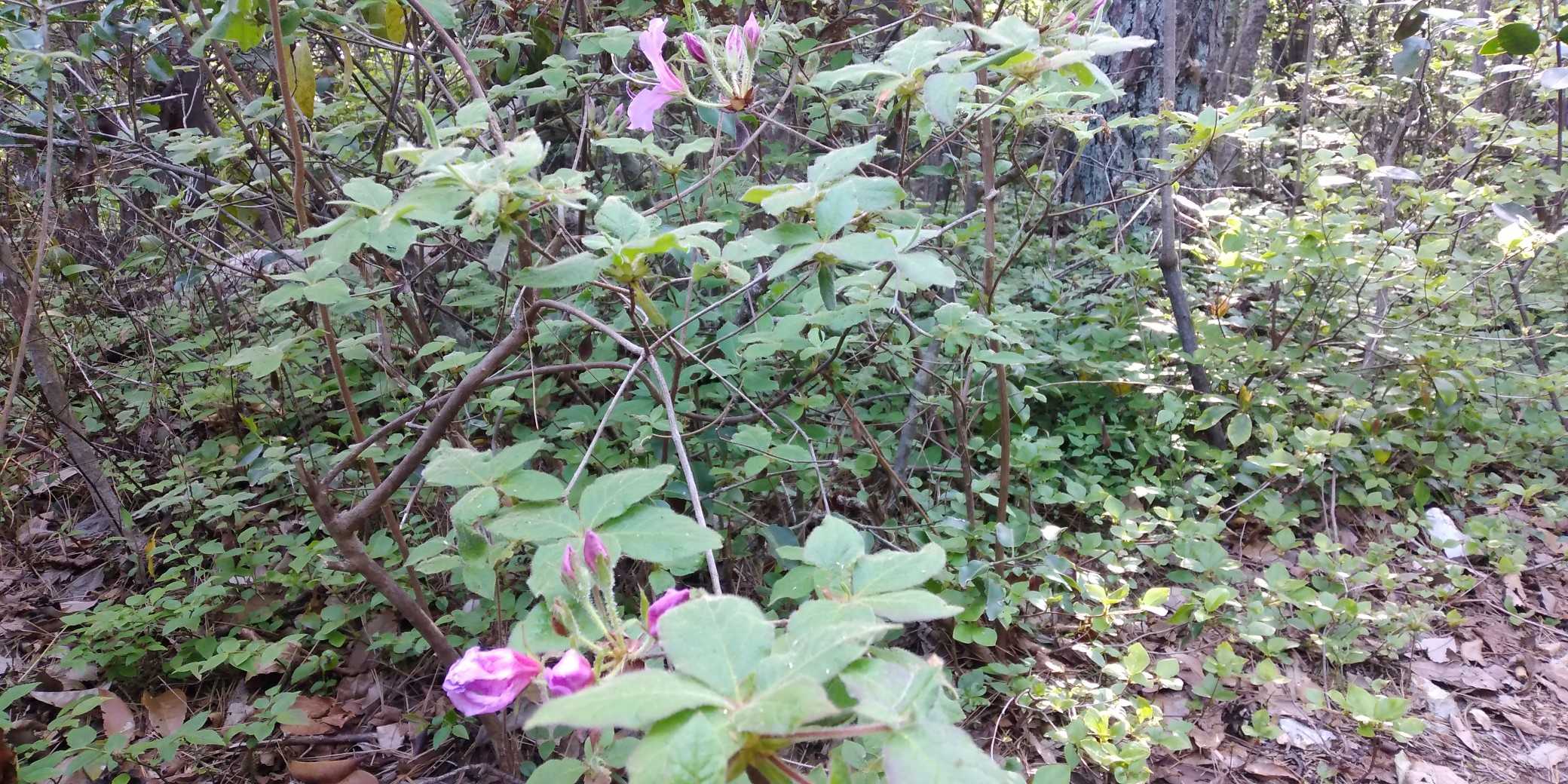 と思ったら山ツツジが少し咲いていた
遅咲きだが精一杯、この花も生きている
自分も見習わねば