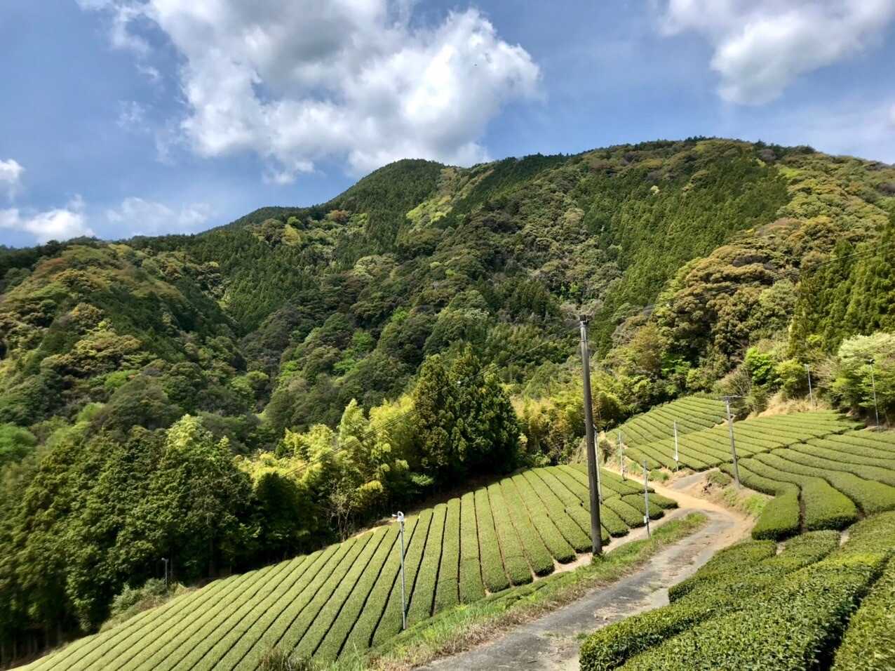 高尾山（静岡県）の写真