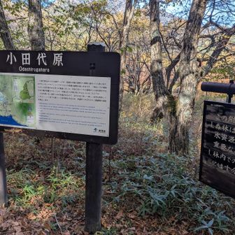 小田代原