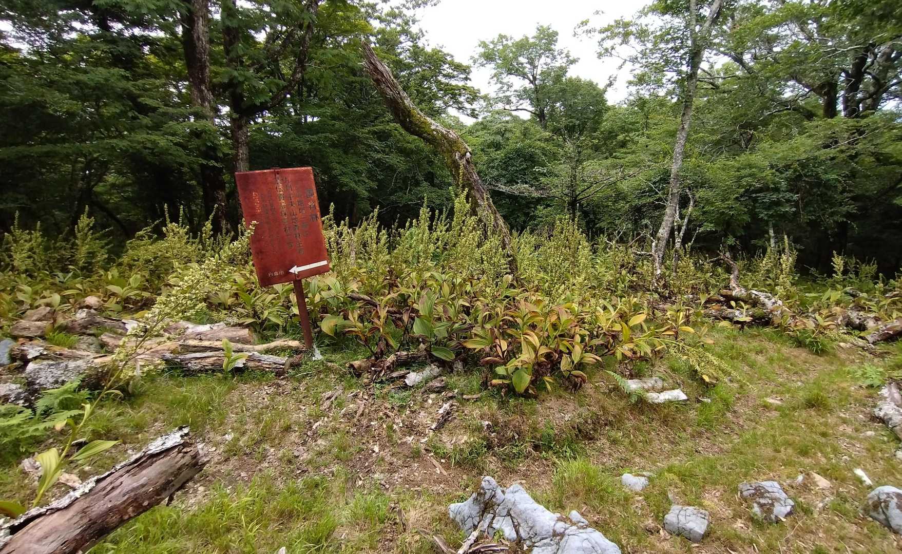 峰越登山口-白鳥山 往復コースの写真