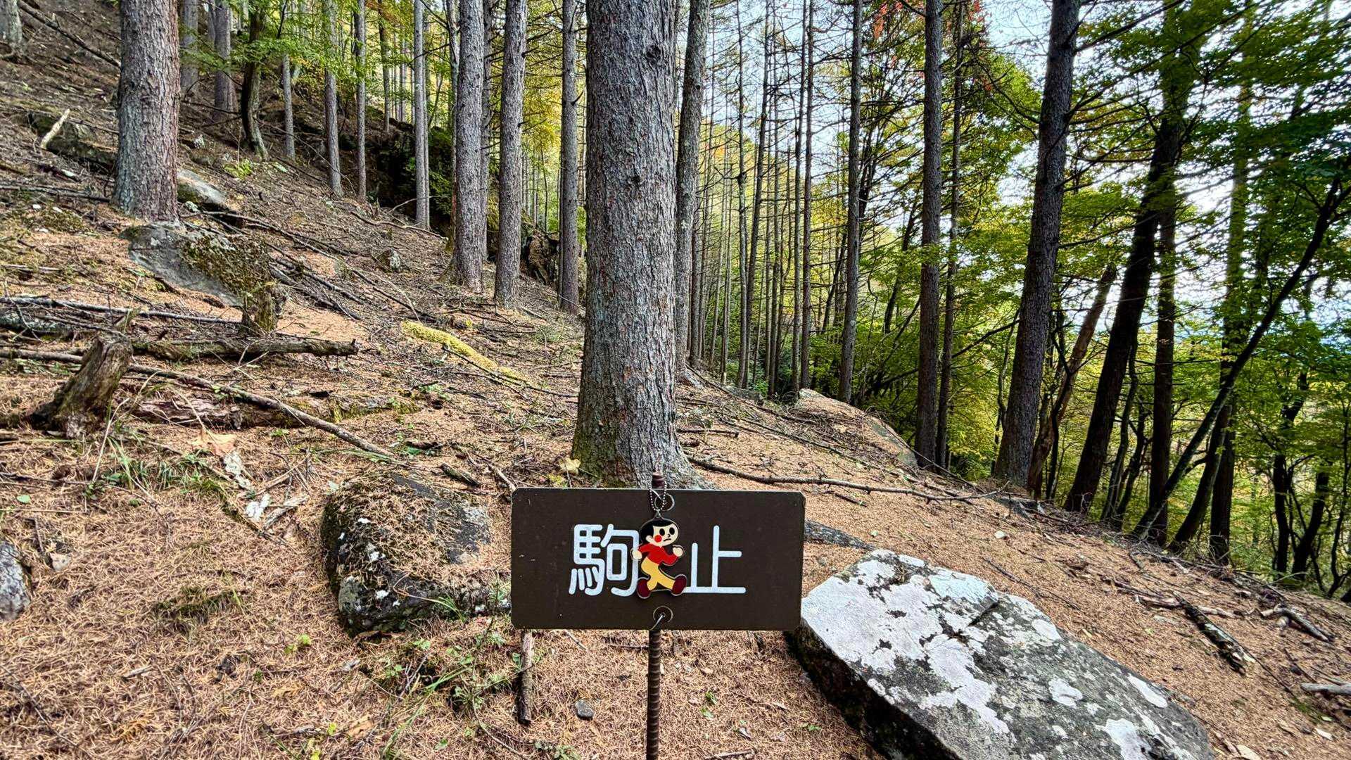 なかなか登らせるお山だった(笑)
まだ序盤なのに汗だく汁だくでやンなっちゃう
それでもつづら折りに道は付けられていて有り難い
休憩できる場所は限られていたがしっかり休んでバテないように心がけた
なんてったって、今日は山頂でかほさん御一行を出迎えねばならないのだから(笑)