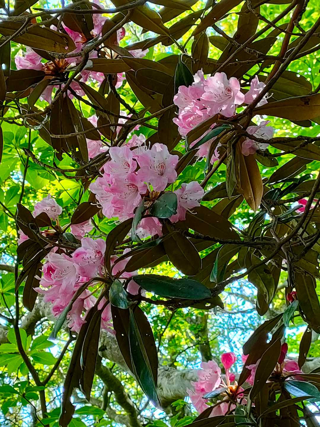 シャクナゲ🌼華やかですね(*˘︶˘*).｡.:*♡