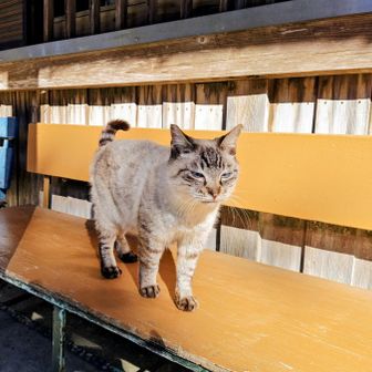 メタボニャンロボ🐱②号