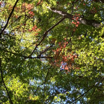 紅葉はまだまだ🍁