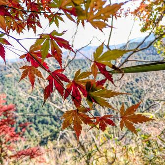 色付く途中かな🍁