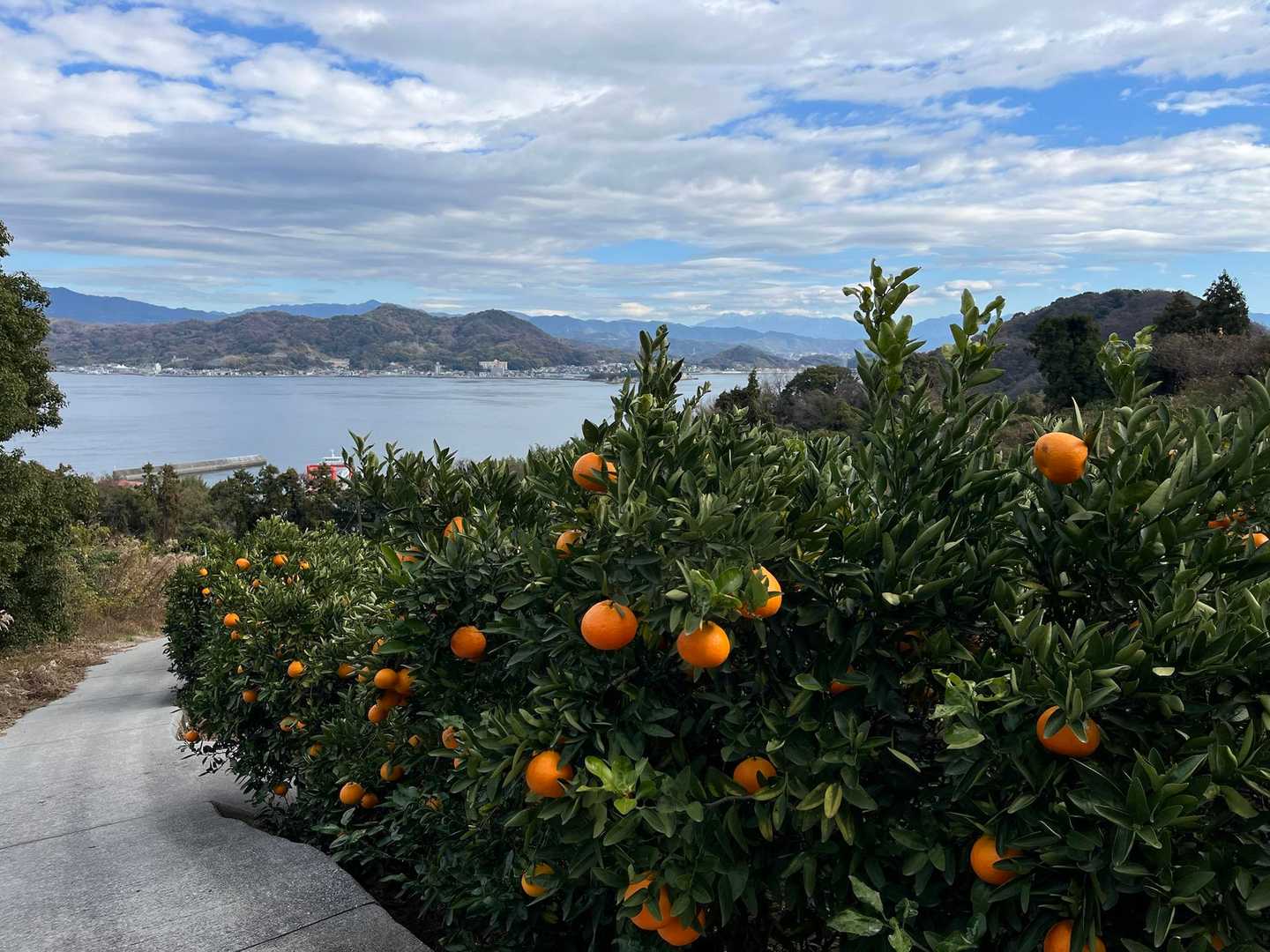 みかん🍊と海🌊と石鎚山🏔️