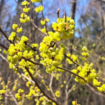ケアブラチャン😃