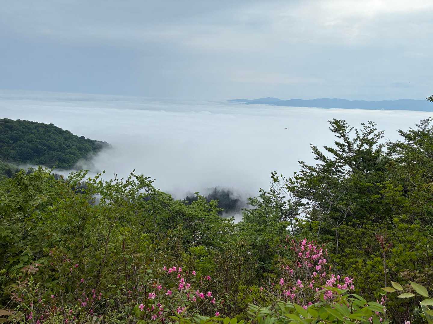 雲海モリモリ