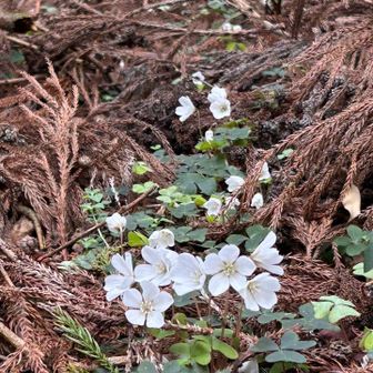 ミヤマカタバミ