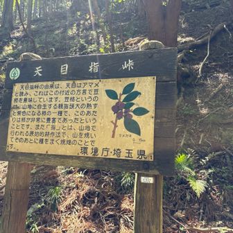 やっと峠に着いた
