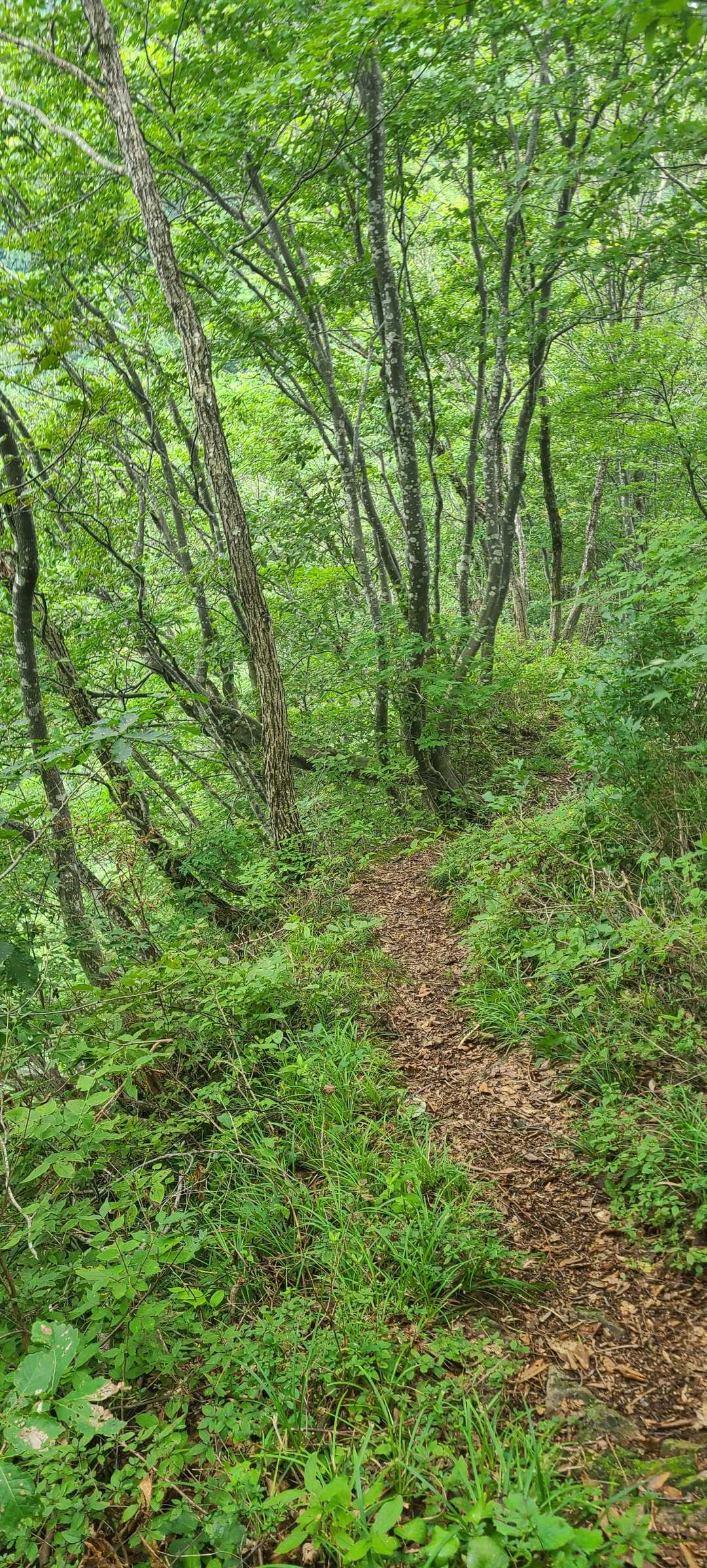 関川登山口-摩耶山 往復コースの写真