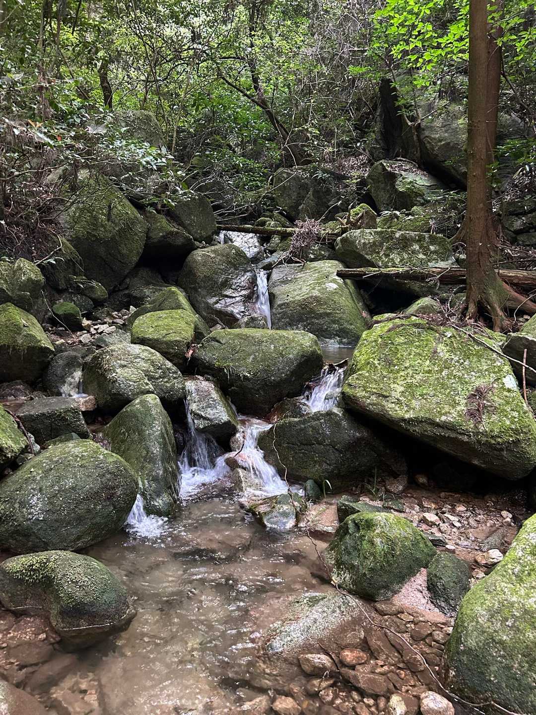 猫谷川新道登山口-宝満山 往復コースの写真