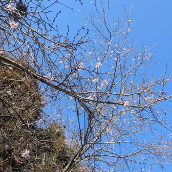 早咲きの桜かな？