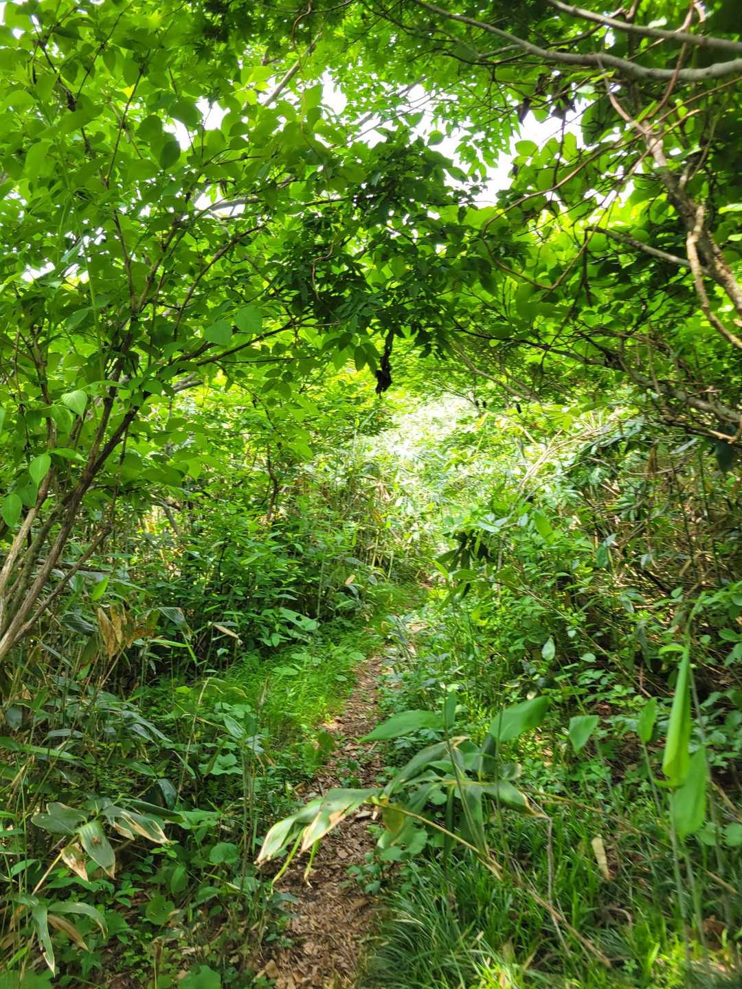 三角山へ、少し葉っぱ多め