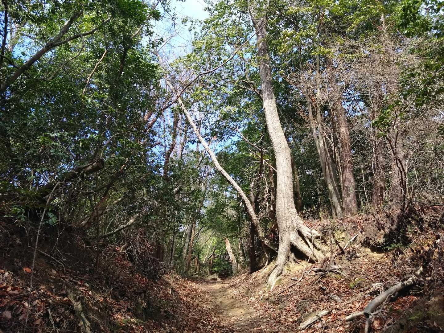 信貴山-高安山 往復コースの写真
