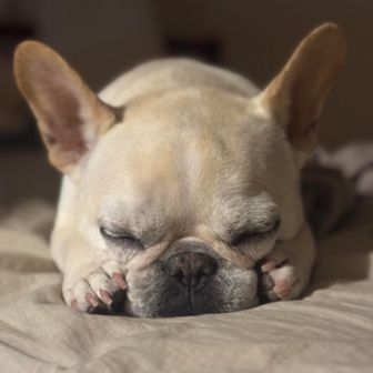 BizTheFrenchie