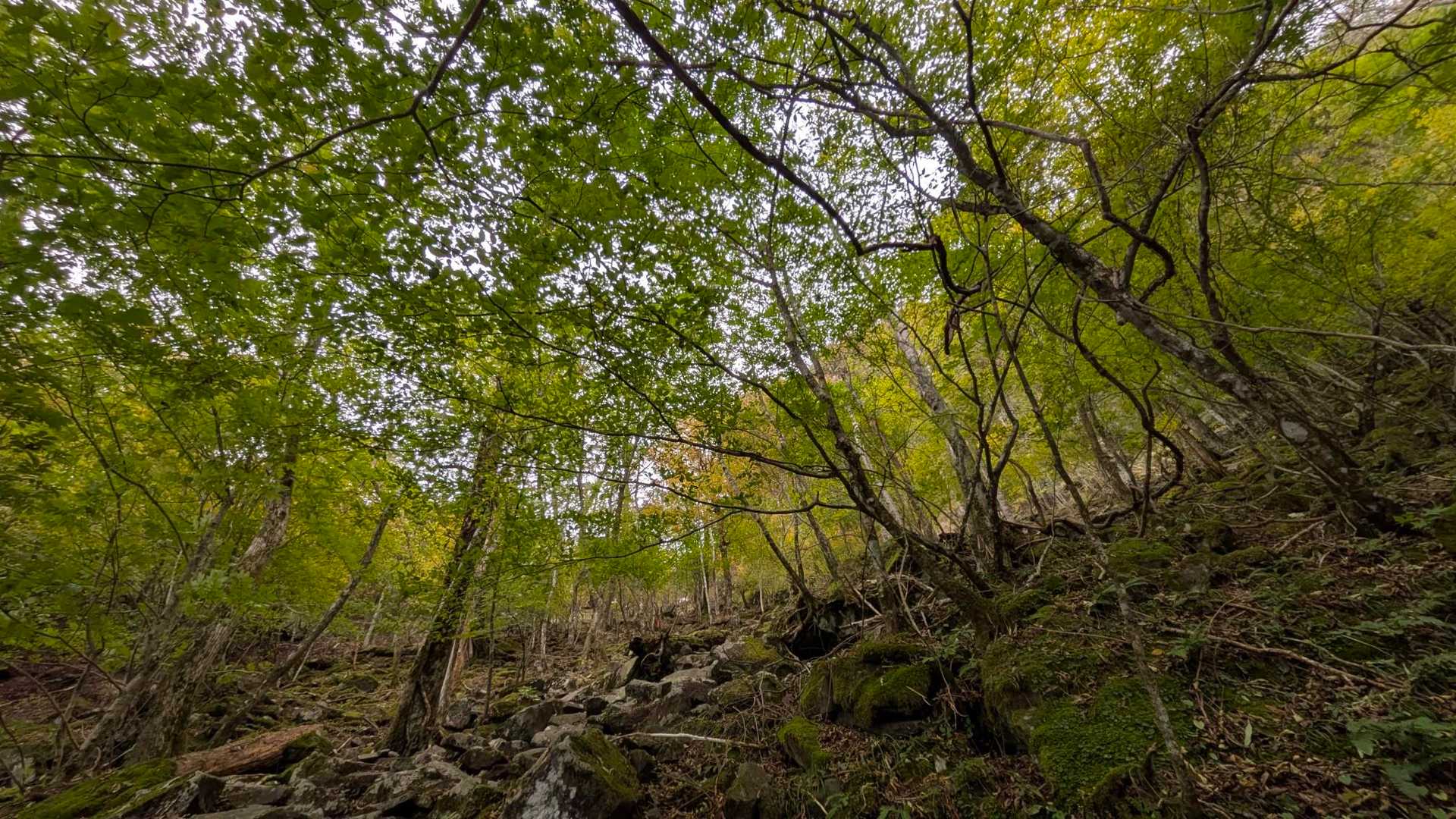豊前坊登山口-英彦山 往復コースの写真