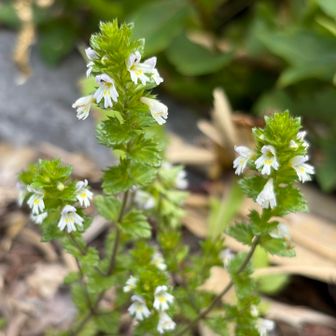 コバノコゴメグサ