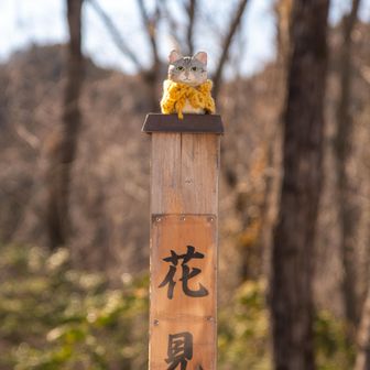 網代弁天山・網代城山 花見山