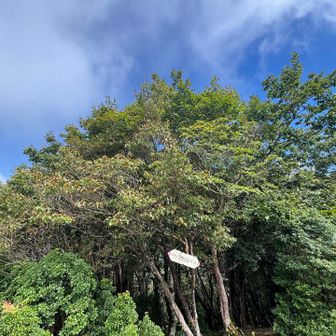 伊勢辻山。ここまではまあまあ眺望があると思いますがここからしばらく樹林帯に入ります