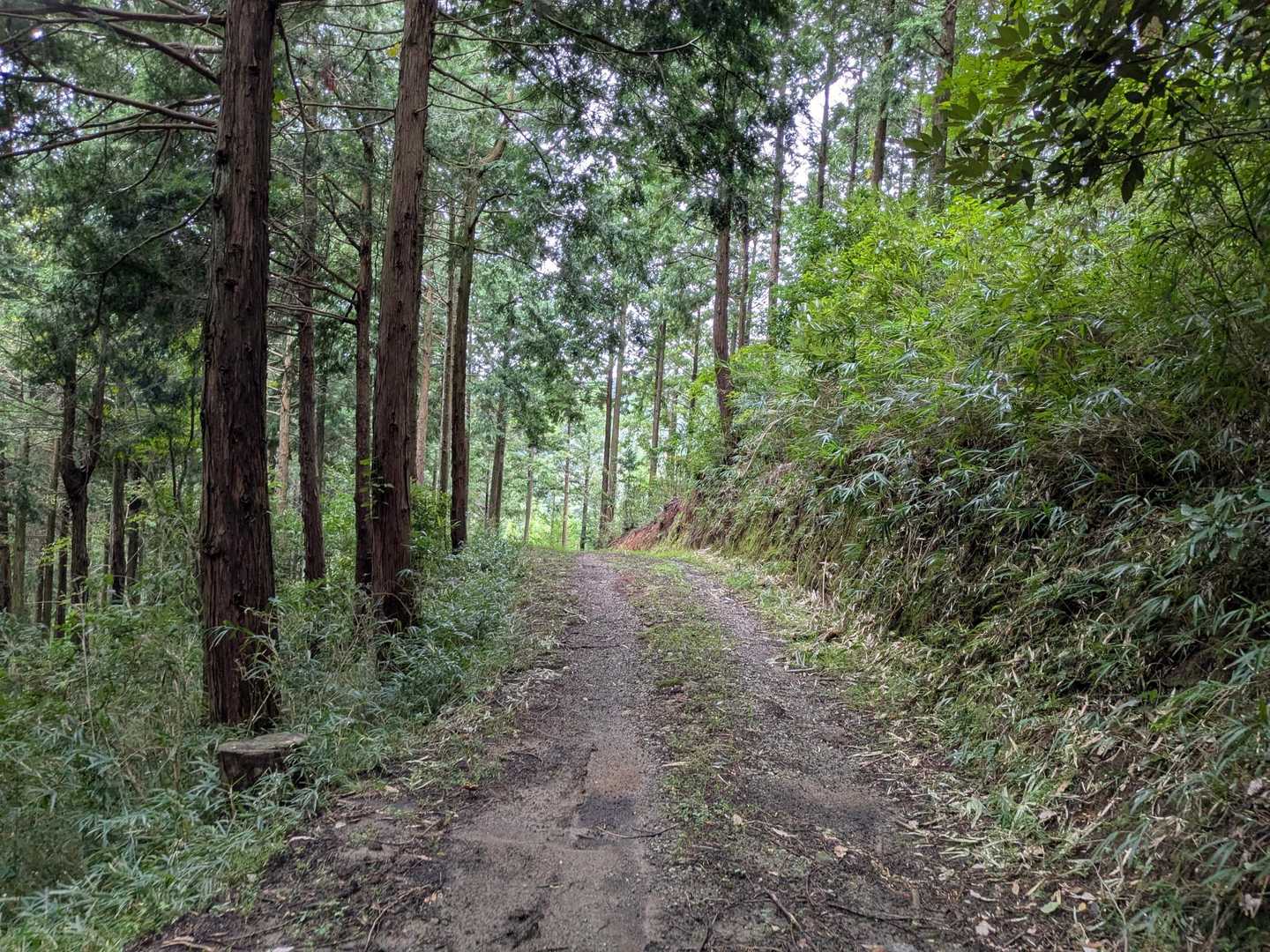 帰りは林道から下りたけど長いからオススメしません。ずっと平坦

次の山行きましょう🎶