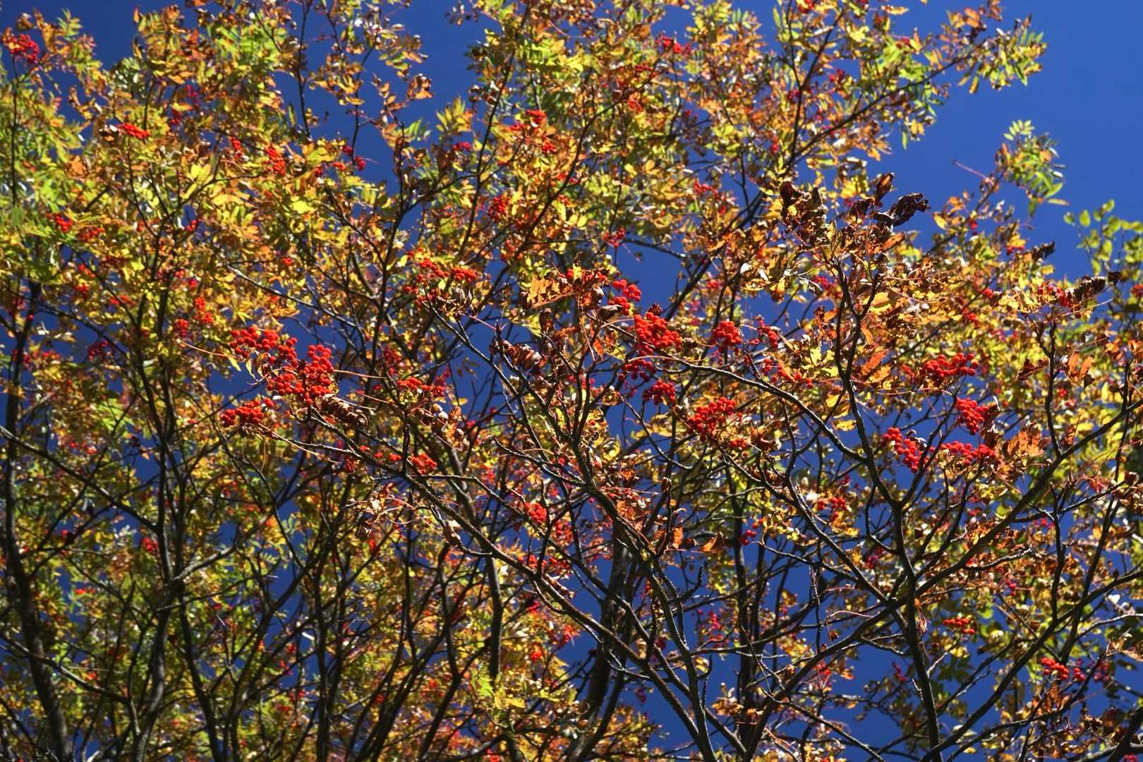 ナナカマド（七竈）も赤い実　葉も紅葉始まり