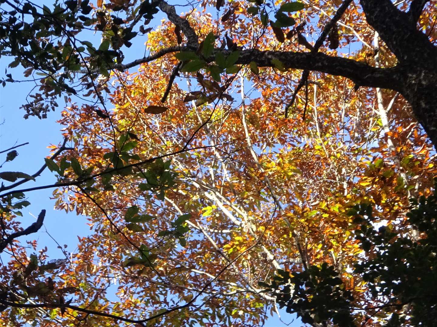 アベマキもきれいに紅葉