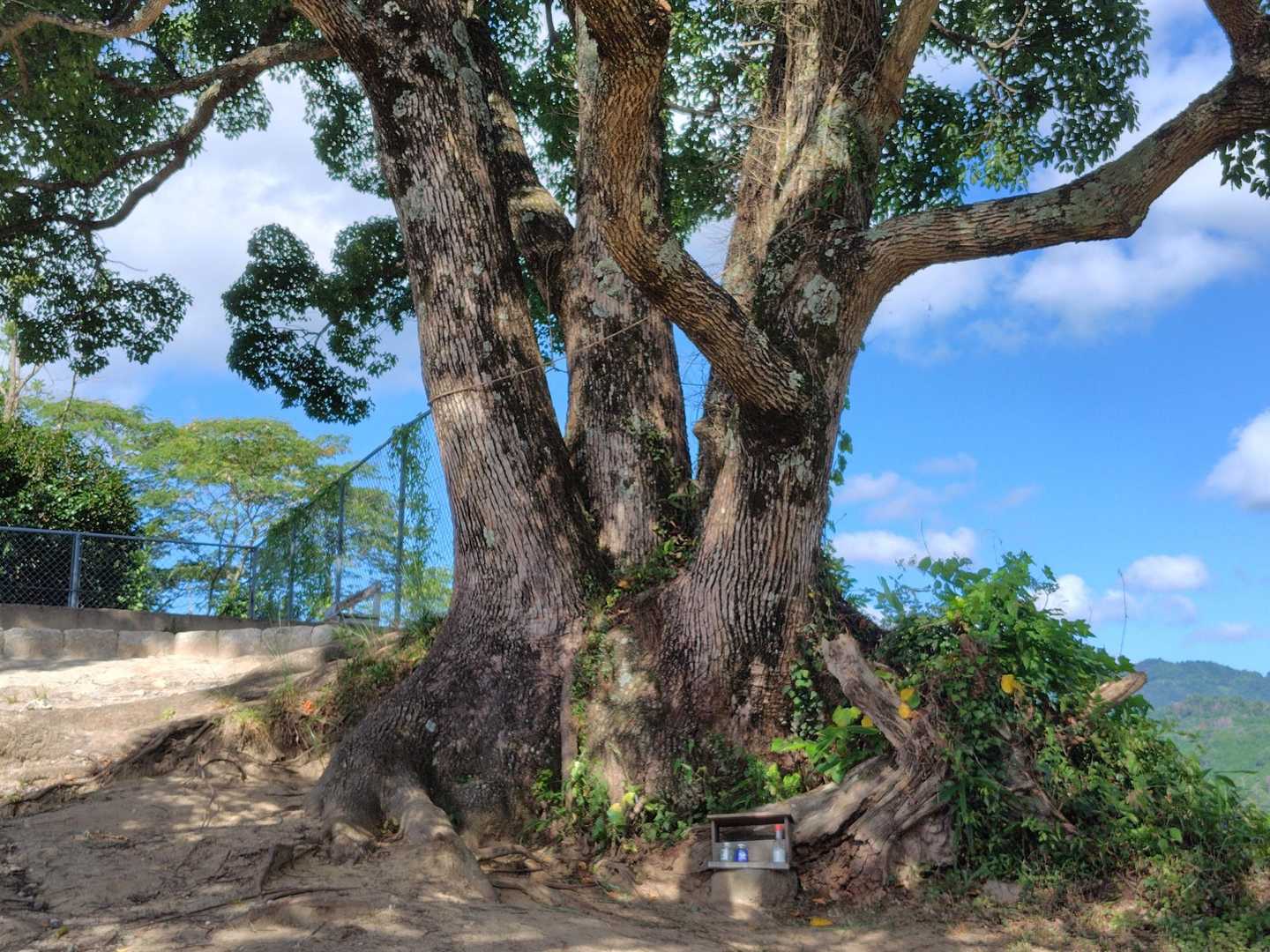 すぐ上が山頂🙌
山頂の御神木🙏